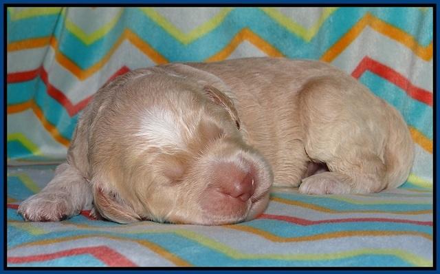 Paris Usher pups 1 wk old 3200