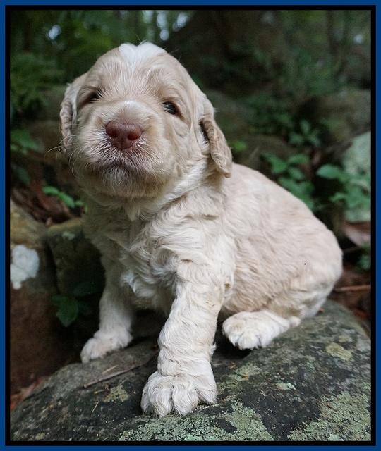 Paris Usher pups 3 wks old 21