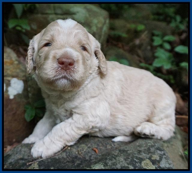 Paris Usher pups 3 wks old 41