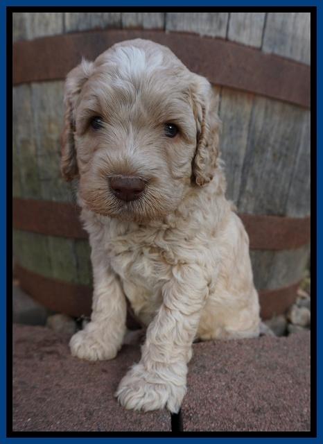 Paris Usher pups 4 wks old 21