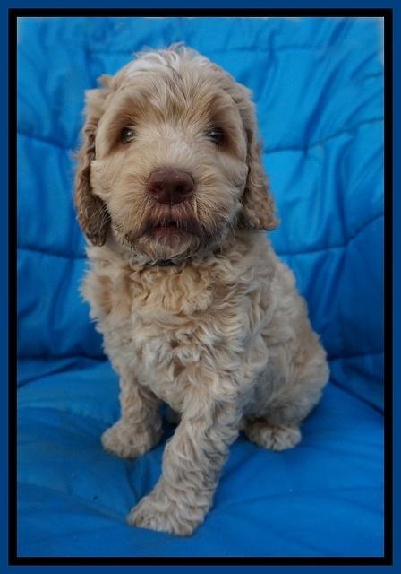 Paris Usher pups 6 wks old 181