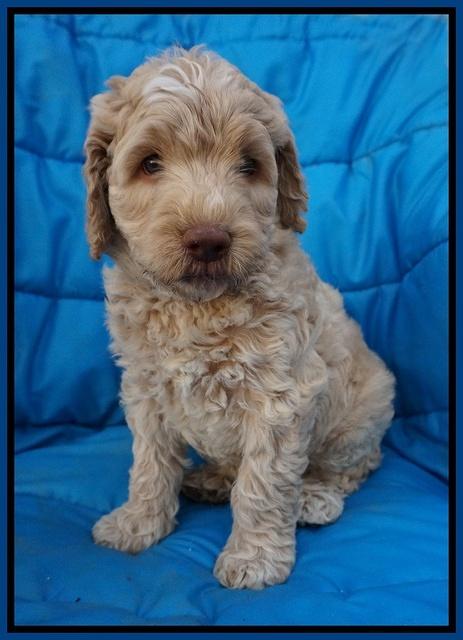 Paris Usher pups 6 wks old 191