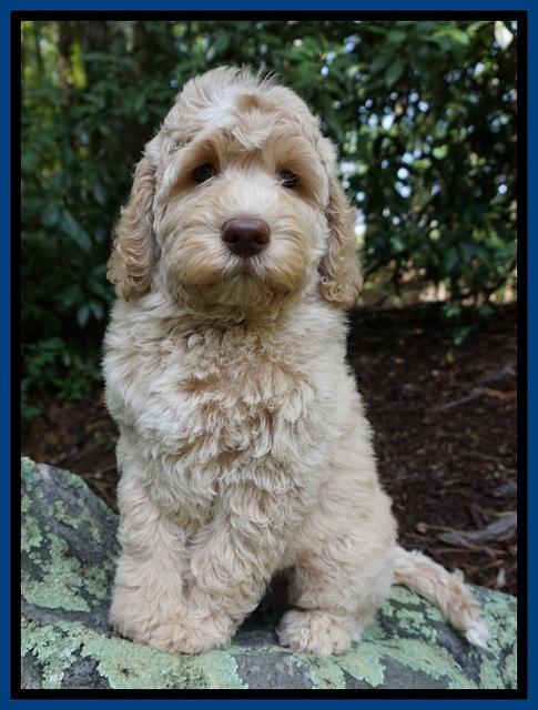 Paris Usher pups 8 wks old 1 70