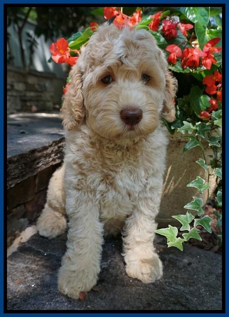 Paris Usher pups 8 wks old 3 70