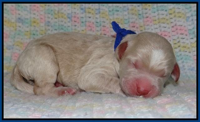 Paris Usher pups Newborn 31
