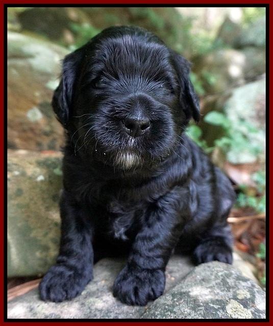 Paris Usher pups 3 wks old 81
