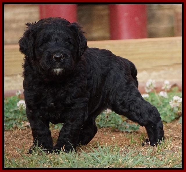 Paris Usher pups 4 wks old 51