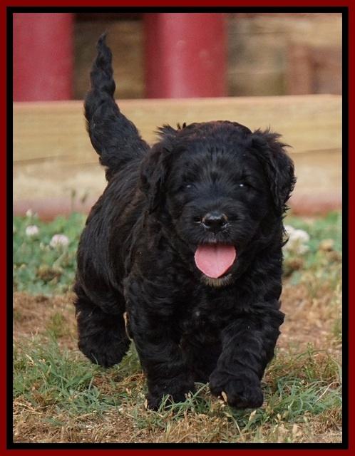 Paris Usher pups 4 wks old 61