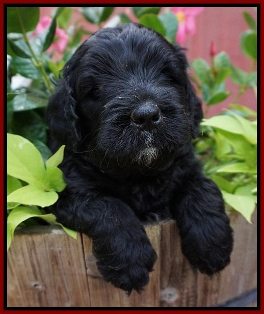 Paris Usher pups 5 wks old 51