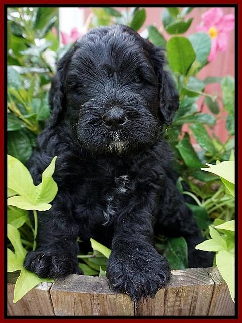 Paris Usher pups 5 wks old 61