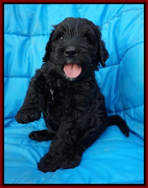 Paris Usher pups 6 wks old 31