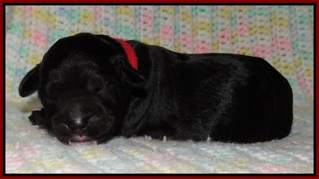 Paris Usher pups Newborn 51