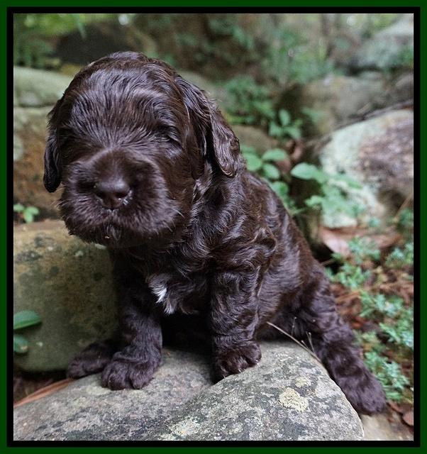 Paris Usher pups 3 wks old 111