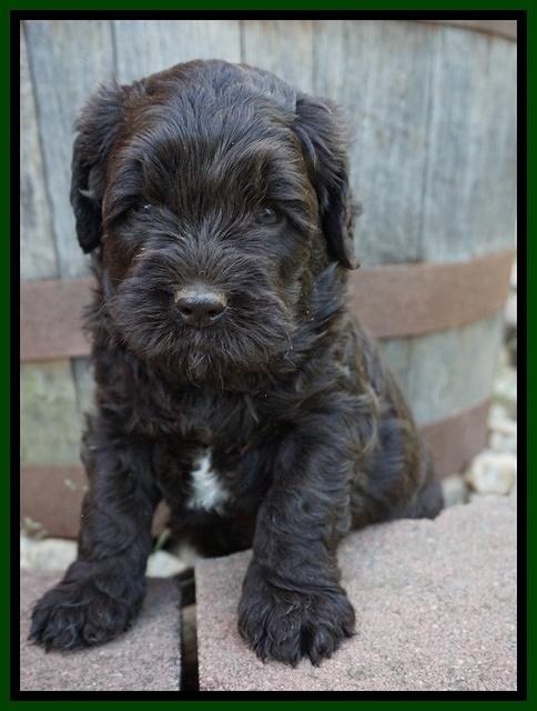 Paris Usher pups 4 wks old 101