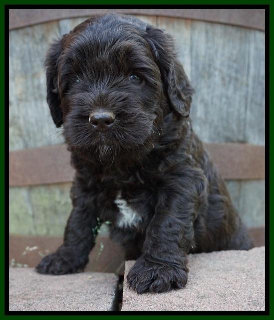 Paris Usher pups 4 wks old 91