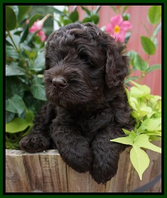 Paris Usher pups 5 wks old 81