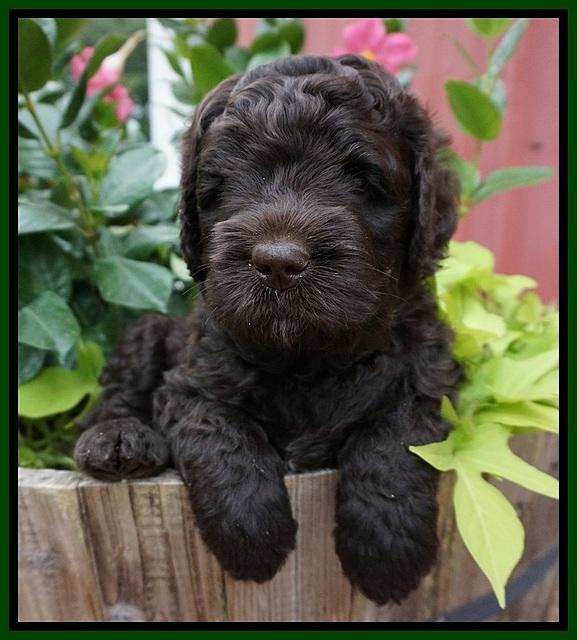 Paris Usher pups 5 wks old 91