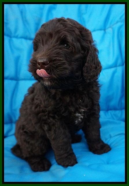 Paris Usher pups 6 wks old 71