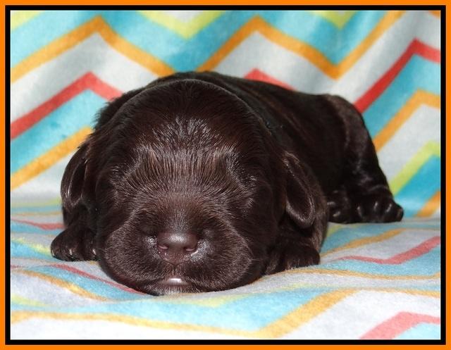 Paris Usher pups 1 wk old 12200