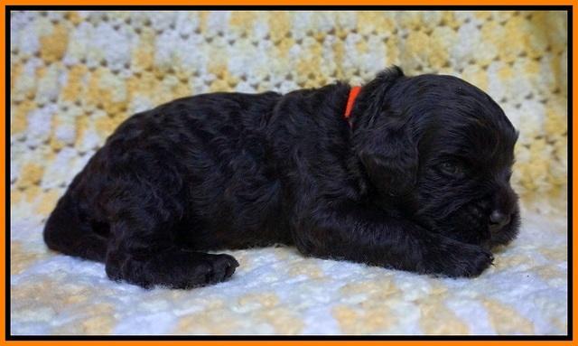 Paris Usher pups 2 wks old 81