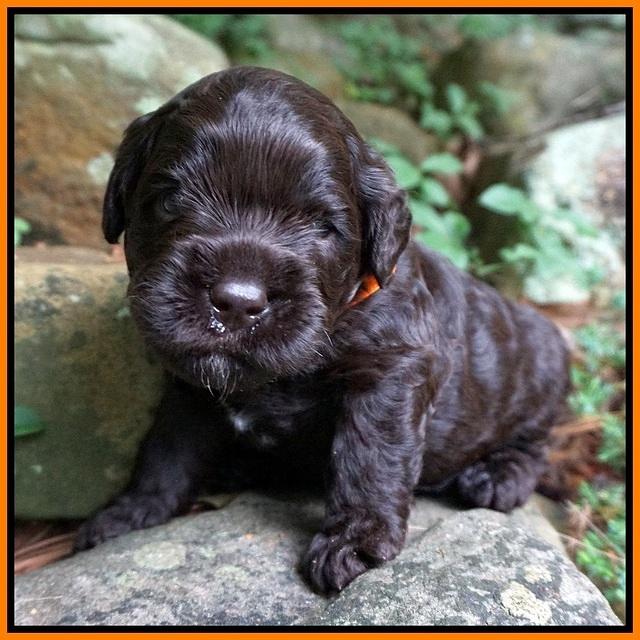 Paris Usher pups 3 wks old 121