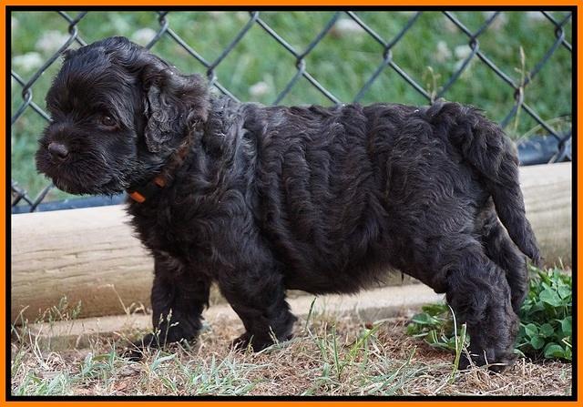 Paris Usher pups 4 wks old 171