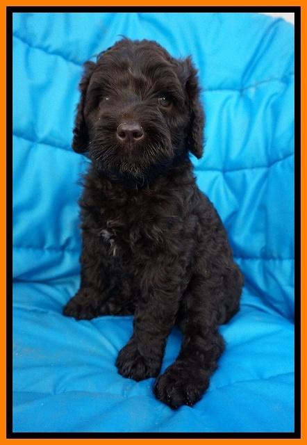 Paris Usher pups 6 wks old 81