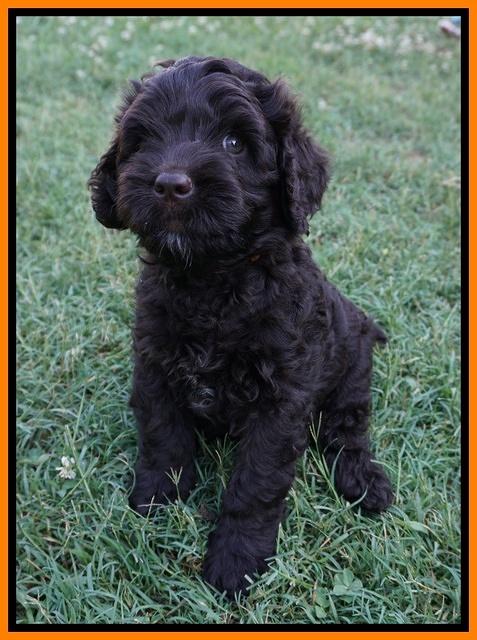 Paris Usher pups 7 wks old 191