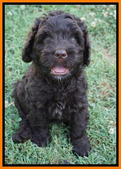 Paris Usher pups 7 wks old 201