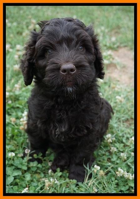 Paris Usher pups 7 wks old 211