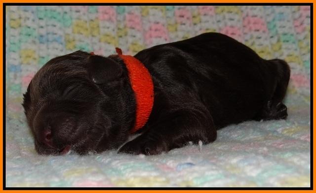 Paris Usher pups Newborn 91
