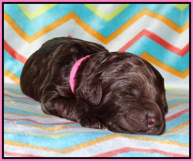 Paris Usher pups 1 wk old 13200