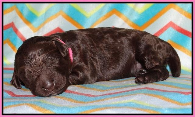 Paris Usher pups 1 wk old 14200