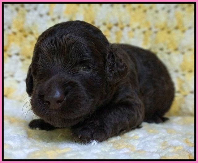 Paris Usher pups 2 wks old 101