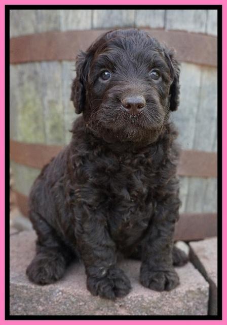 Paris Usher pups 4 wks old 201