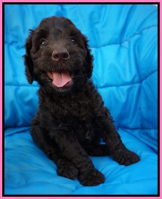 Paris Usher pups 6 wks old 101