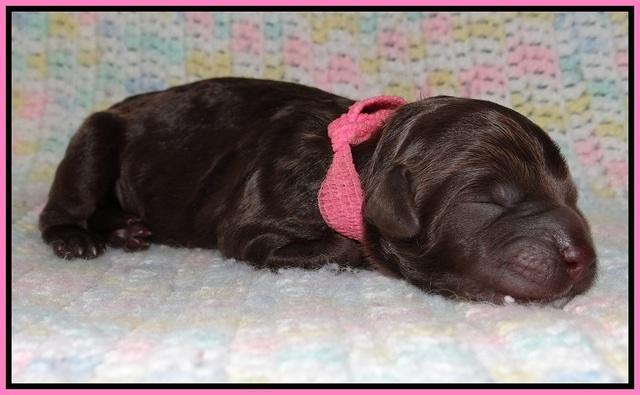 Paris Usher pups Newborn 111