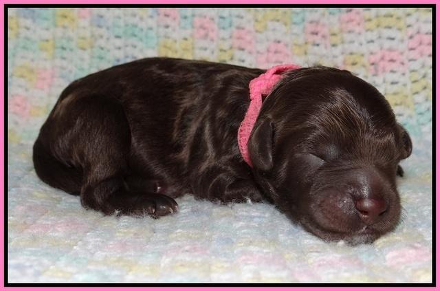 Paris Usher pups Newborn 121