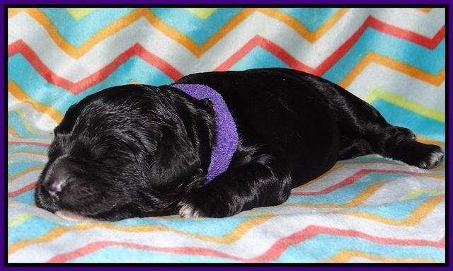 Paris Usher pups 1 wk old 16200