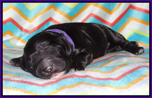 Paris Usher pups 1 wk old 17200