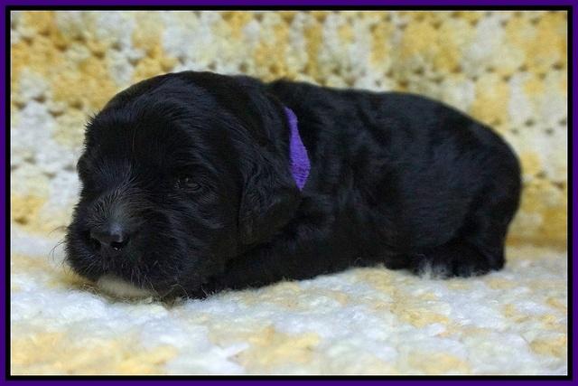 Paris Usher pups 2 wks old 131