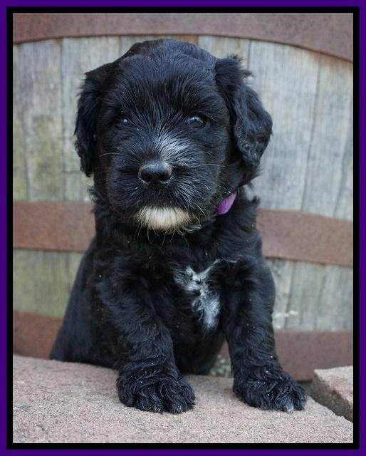 Paris Usher pups 4 wks old 211