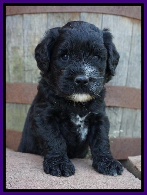 Paris Usher pups 4 wks old 221