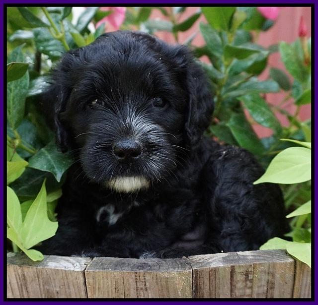 Paris Usher pups 5 wks old 191