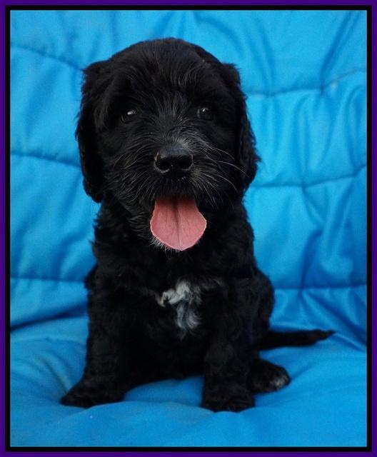 Paris Usher pups 6 wks old 111