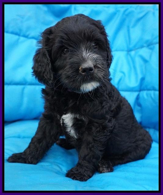 Paris Usher pups 6 wks old 23100