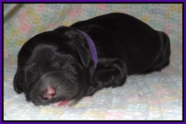 Paris Usher pups Newborn 131