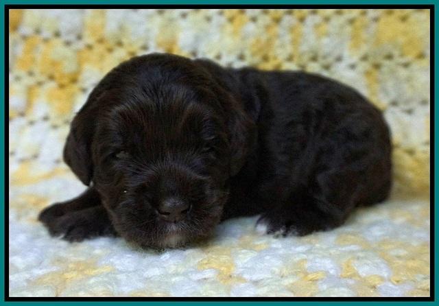 Paris Usher pups 2 wks old 141