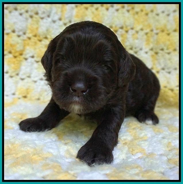 Paris Usher pups 2 wks old 151