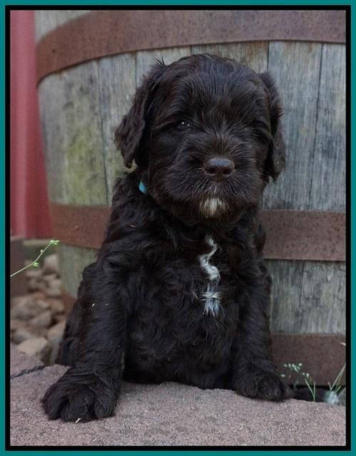 Paris Usher pups 4 wks old 241